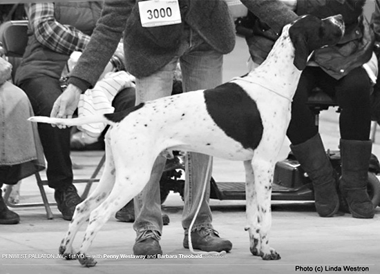 Trio_Gerald_1st_Yearling_Dog.jpg