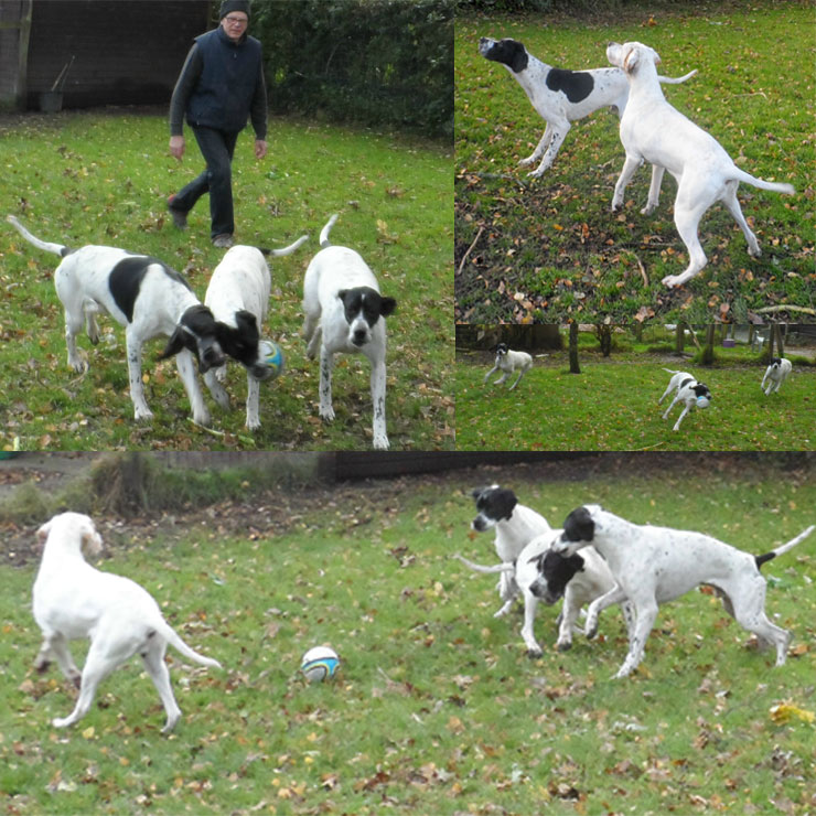 pointer-football-2.jpg
