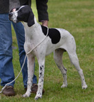 trio-for-our-dogs-page-7-months.jpg