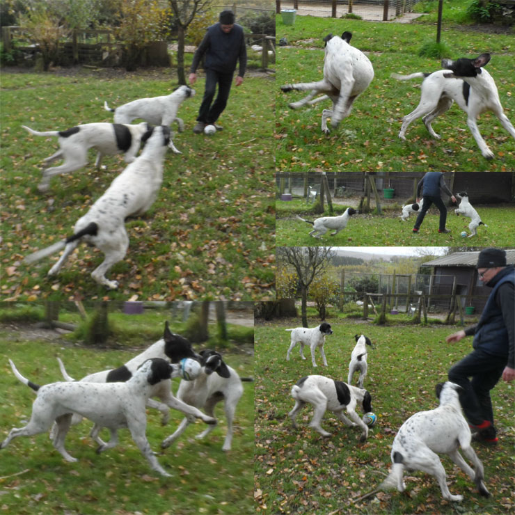 pointer-football.jpg