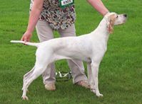 saskia-show-pose-250-185.jpg