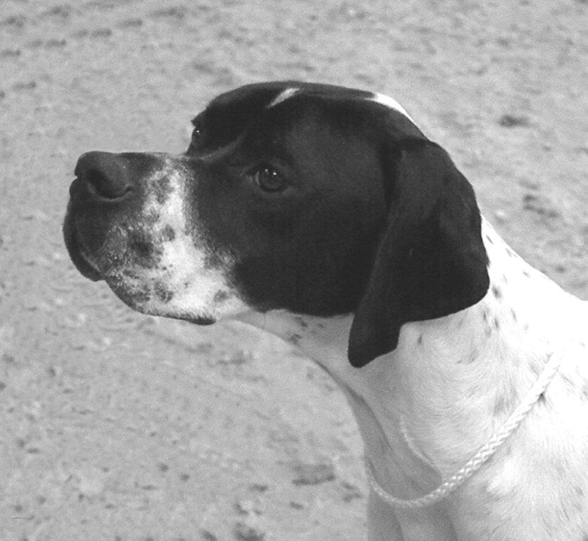 Trio_Gerald_1st_Yearling_Dog.jpg